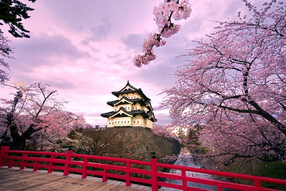 Cherry blossoms in japan