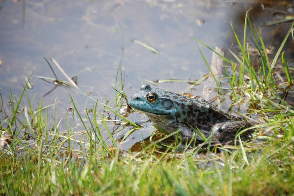 A toad