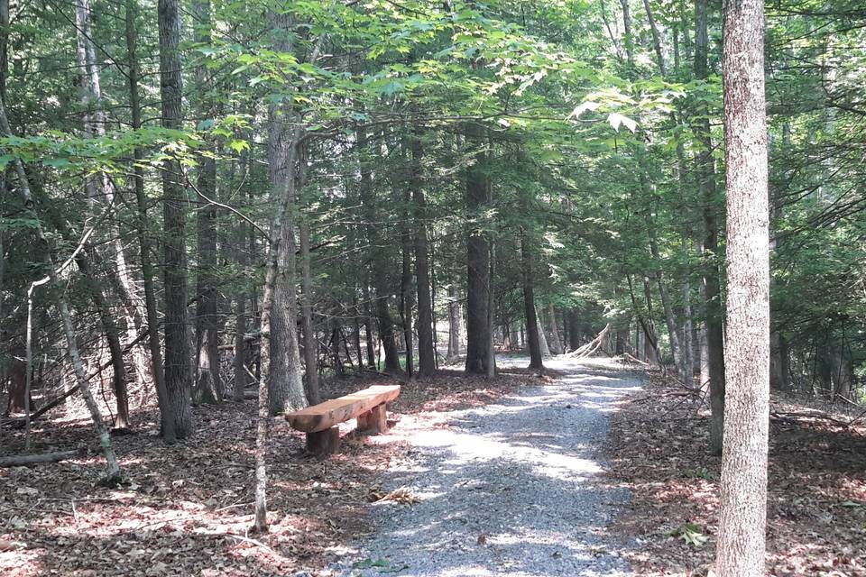 Pathway in the woods