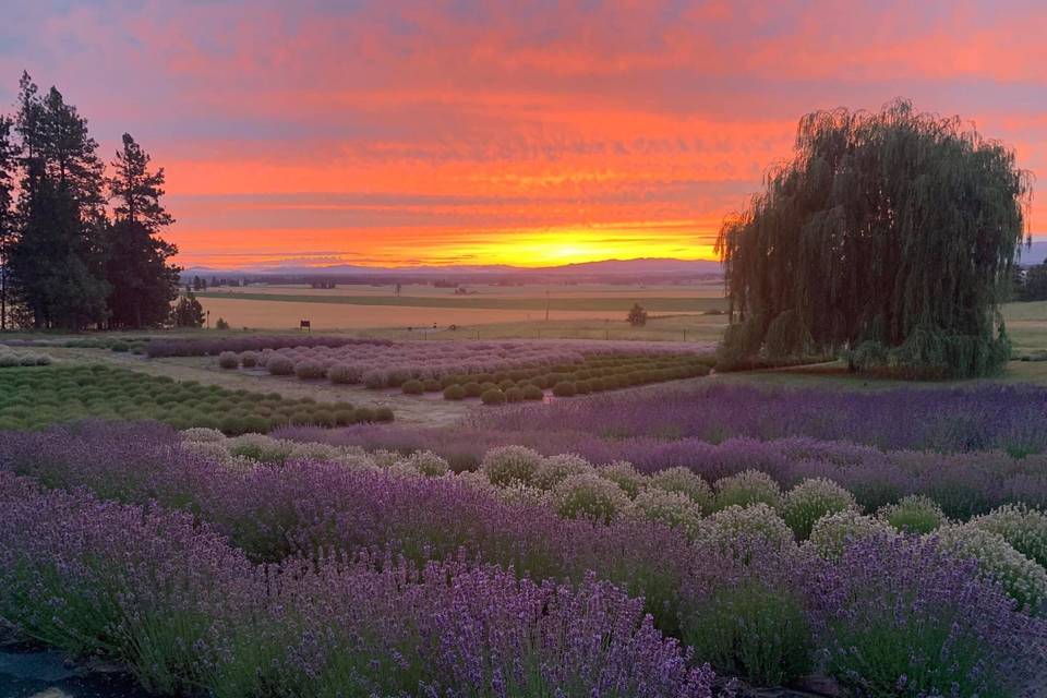 Lavender Manor Sunrise