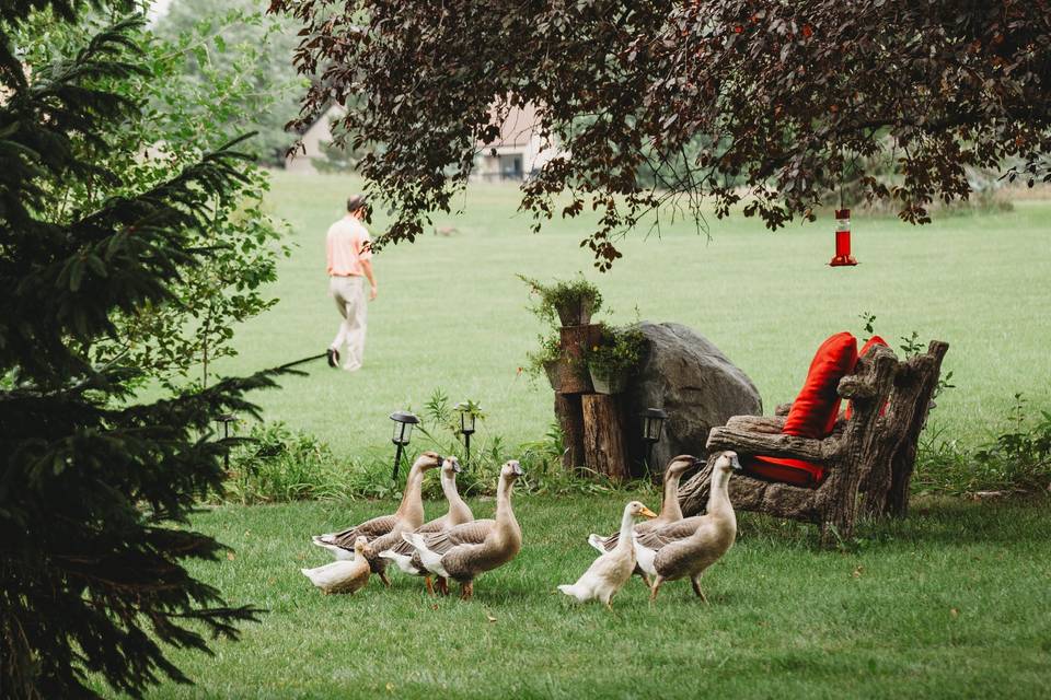 Waterfowl out for a stroll