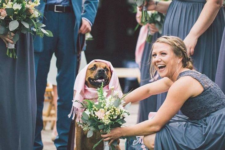 Wedding dog