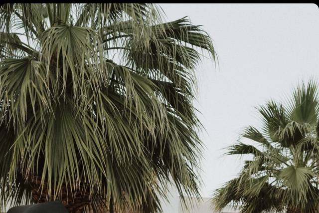 Ace Hotel in Palm Springs