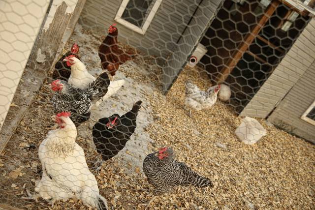 Chickens