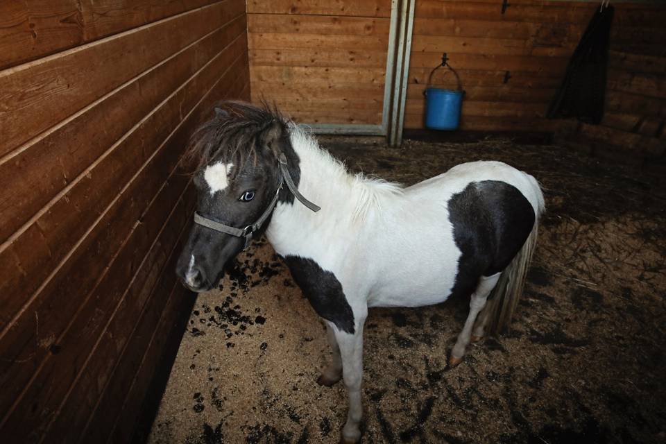 Levi mini horse