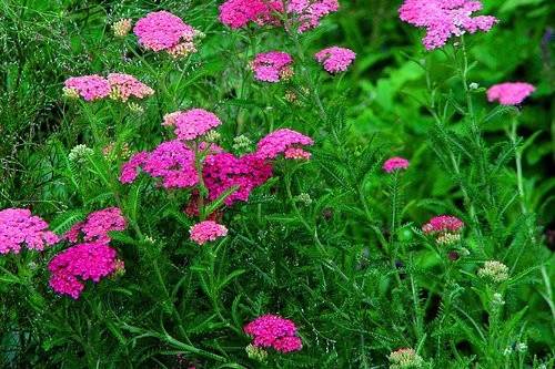 Pink yarrows