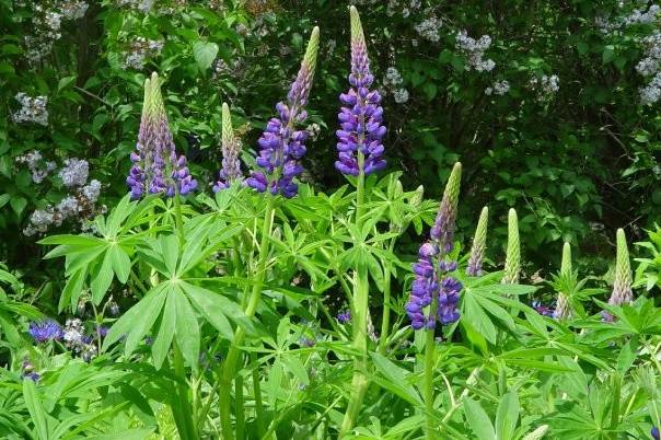 Purple flowers