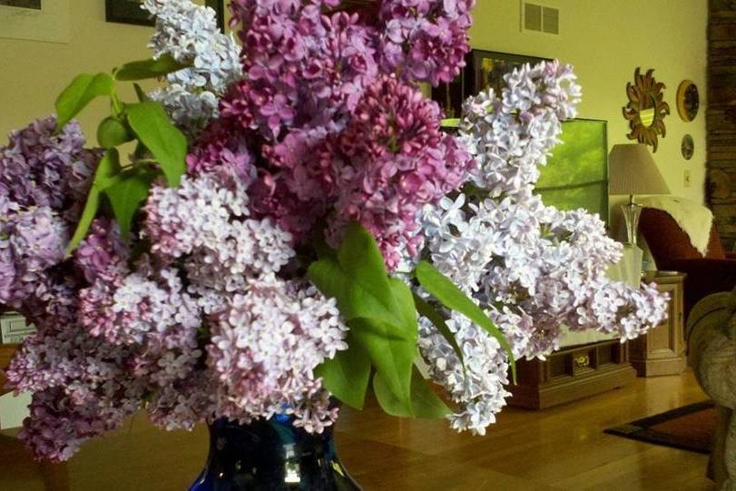 Lilacs in May