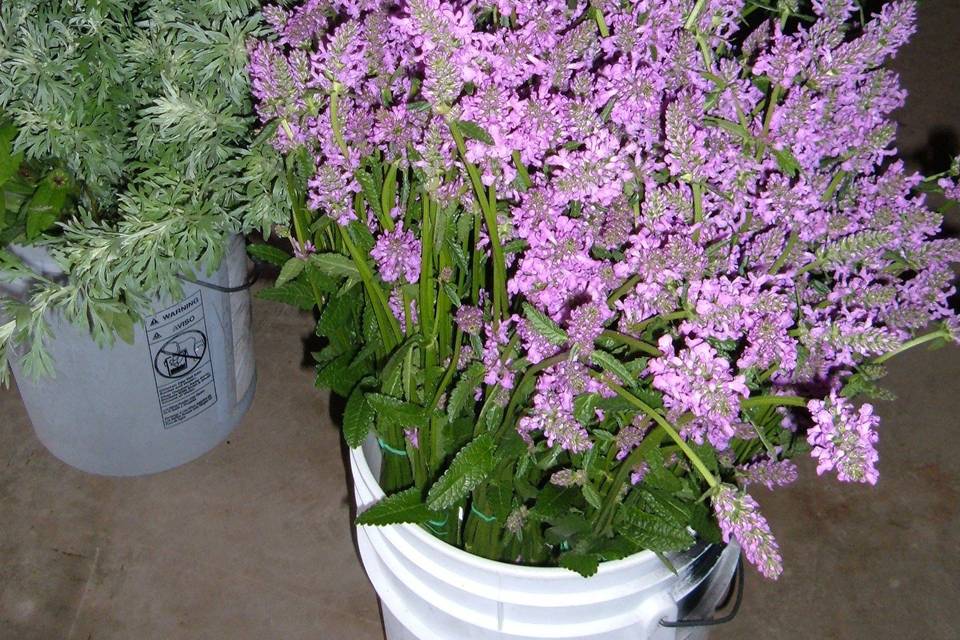 Potted plants and flowers