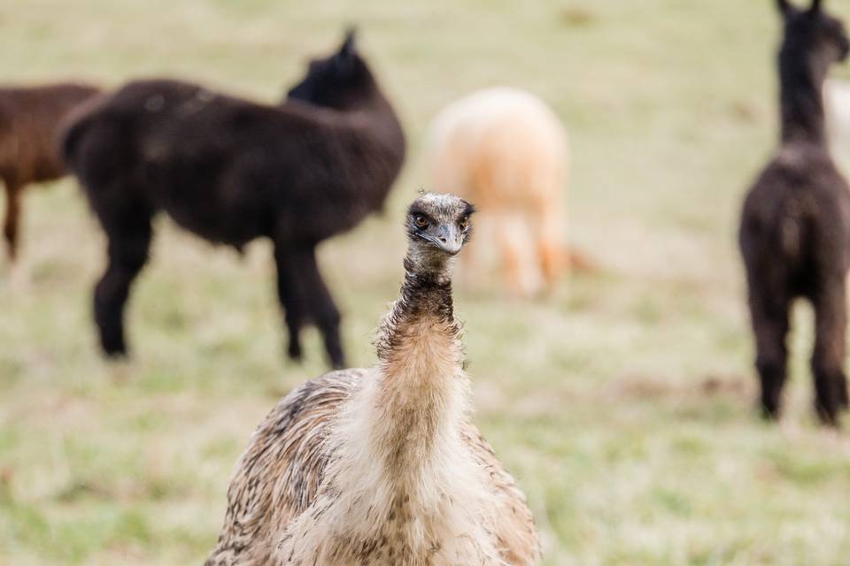 Henrietta the emu