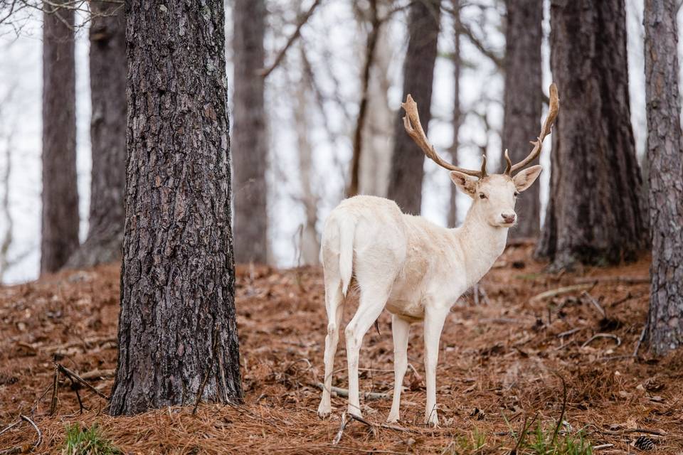 Fallow buck