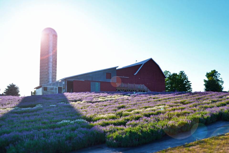 Lavender Hill Farm