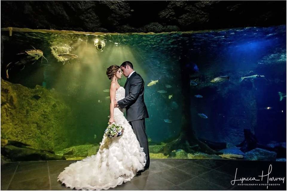 Photo by Lyncca Harvey Photo
