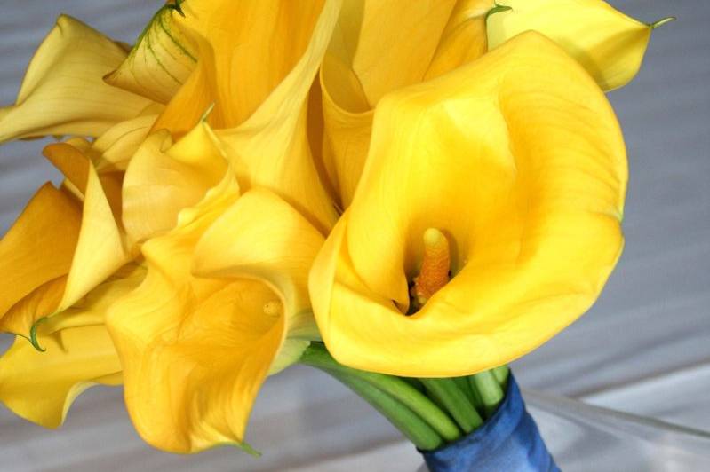 yellow calla lilies