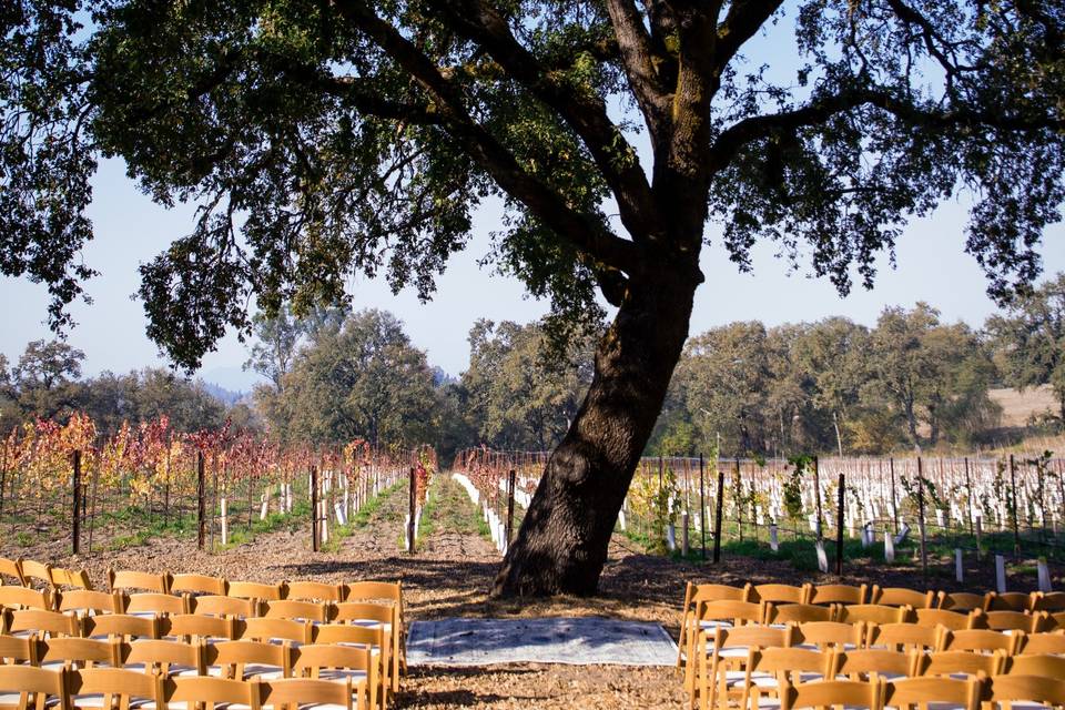 Ceremony tree in the vines