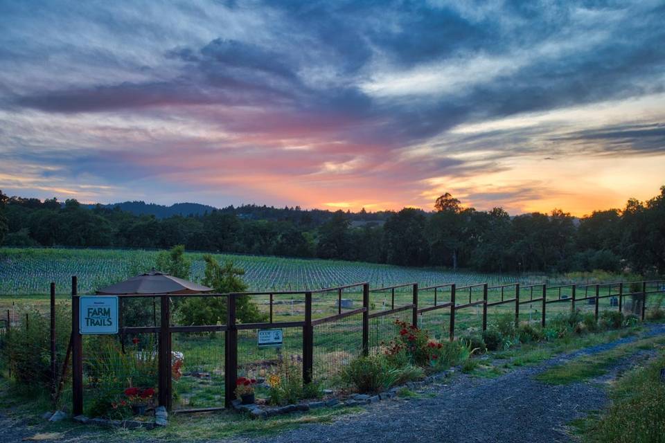 View from the garden