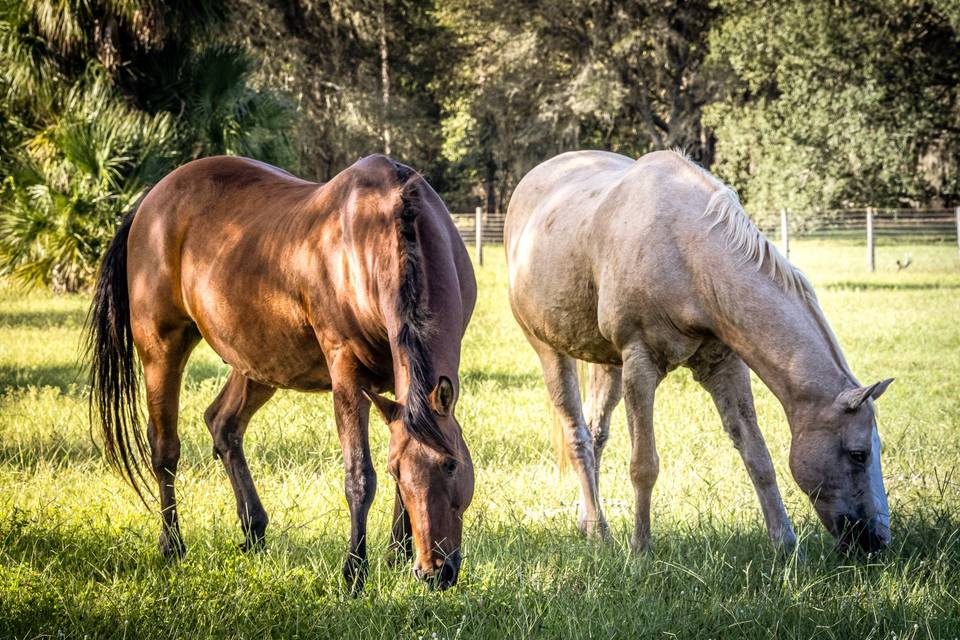 Country Vibes: Horses