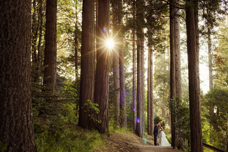 Redwoods Elopement