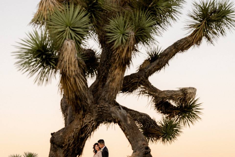 Joshua Tree Elopement