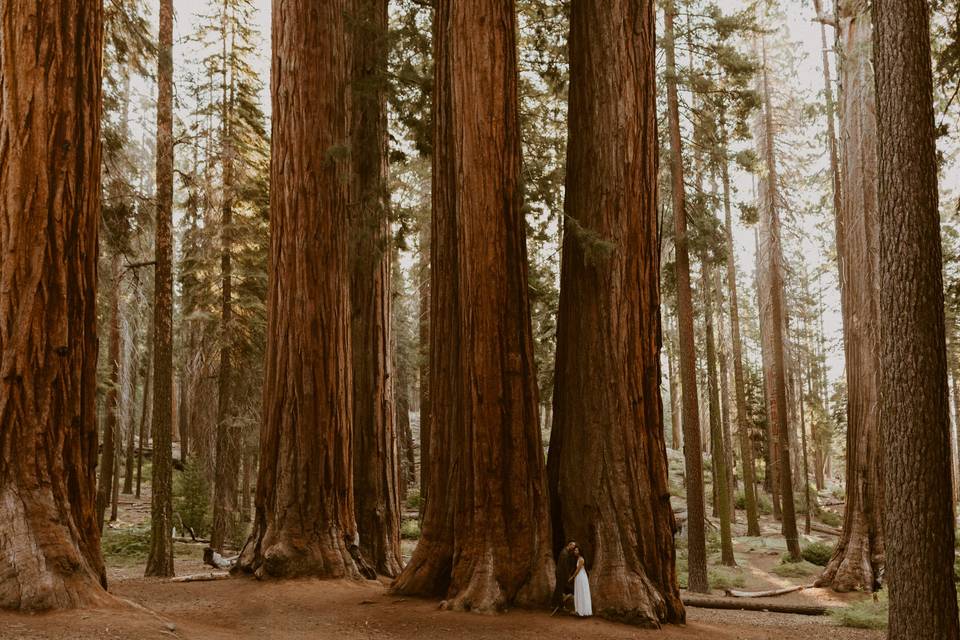 Sequoia, CA