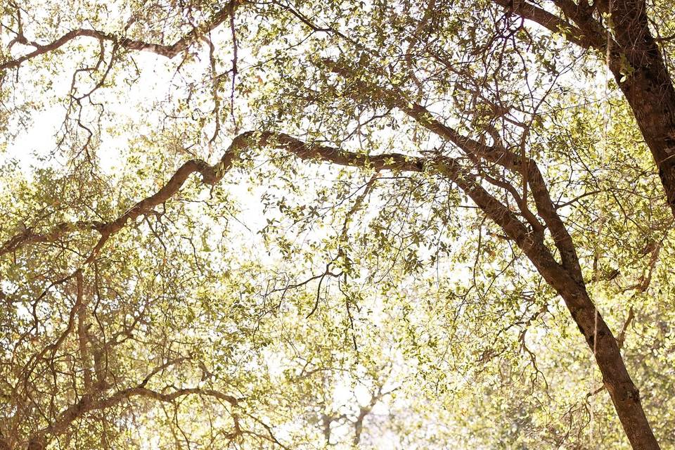 Reannon Cook Photography