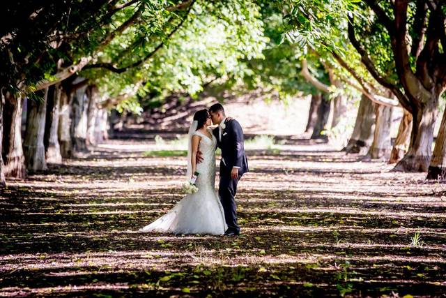 Walnut orchard