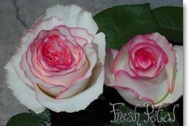 Dolce Vita roses are white with a hot pink edge.