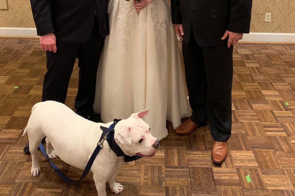 A Wedding with pets.