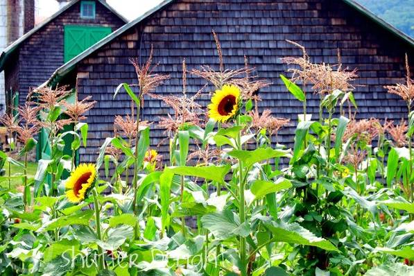 Shutter Delight