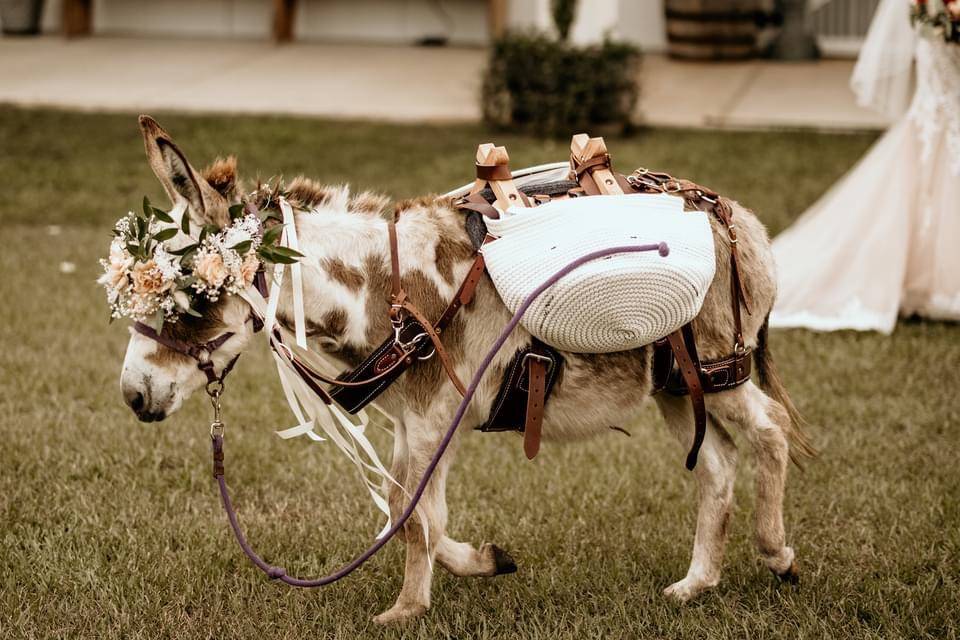 Flowers on donkey