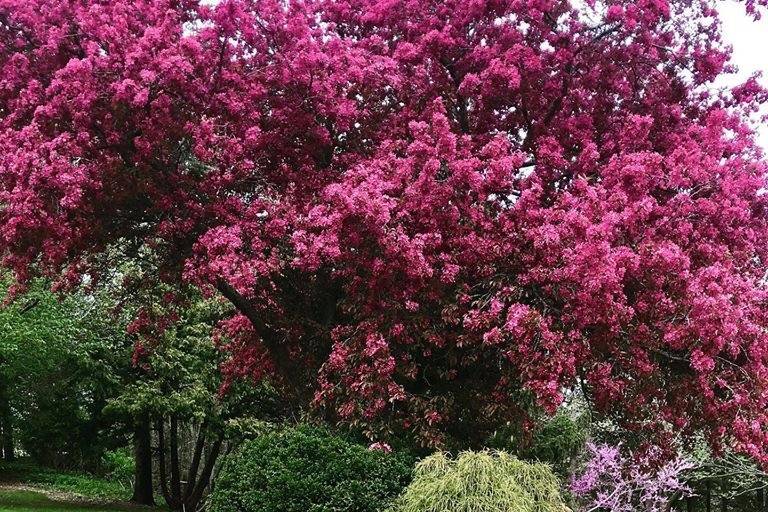 North lawn in spring