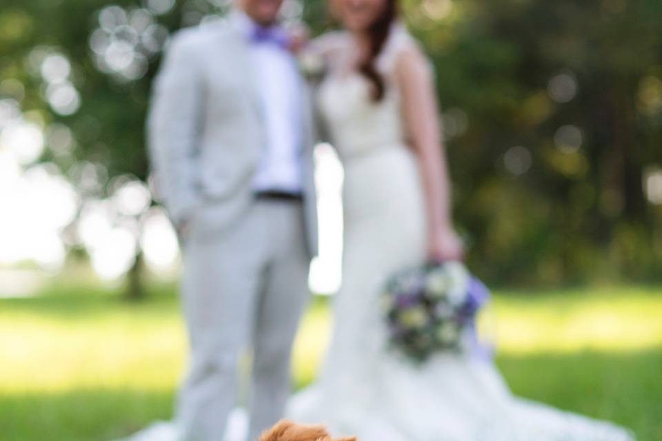 Dog ring bearer