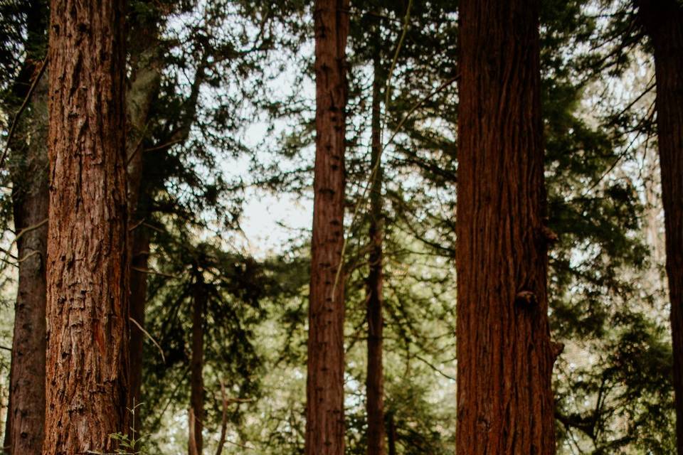 Taylor O'Neal Photography