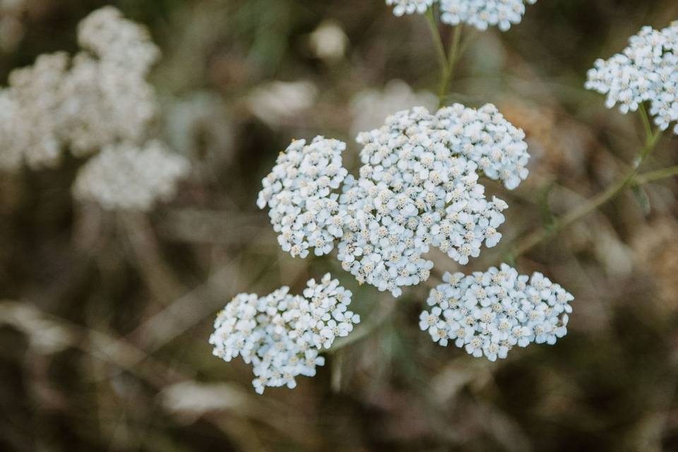 Yarrow