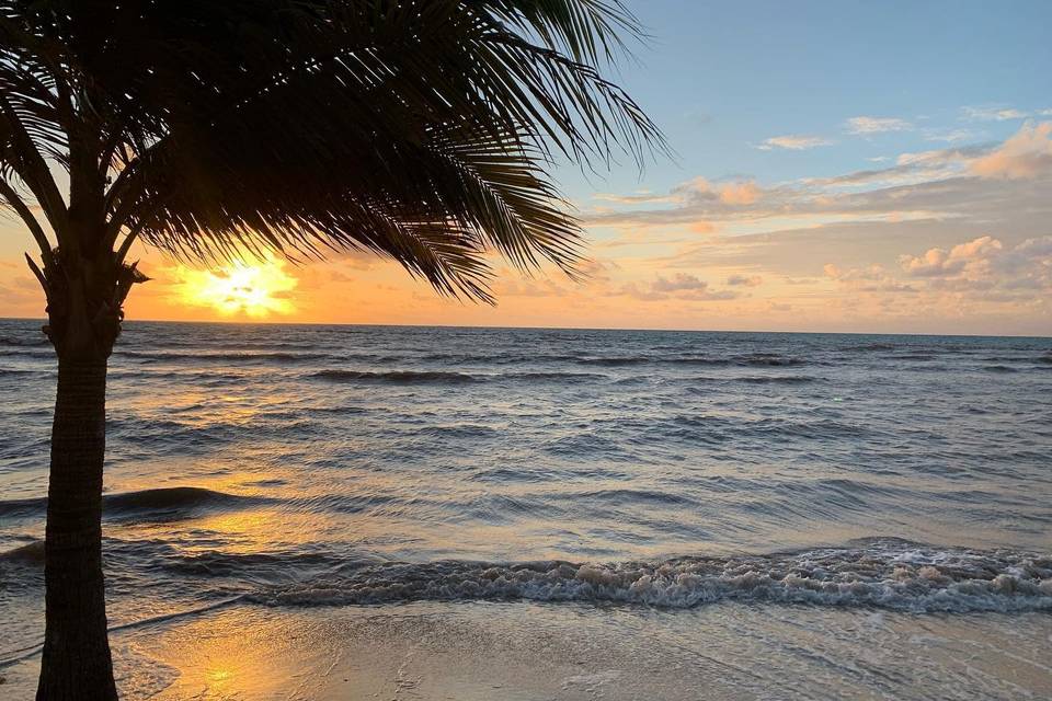 Palm tree and ocean