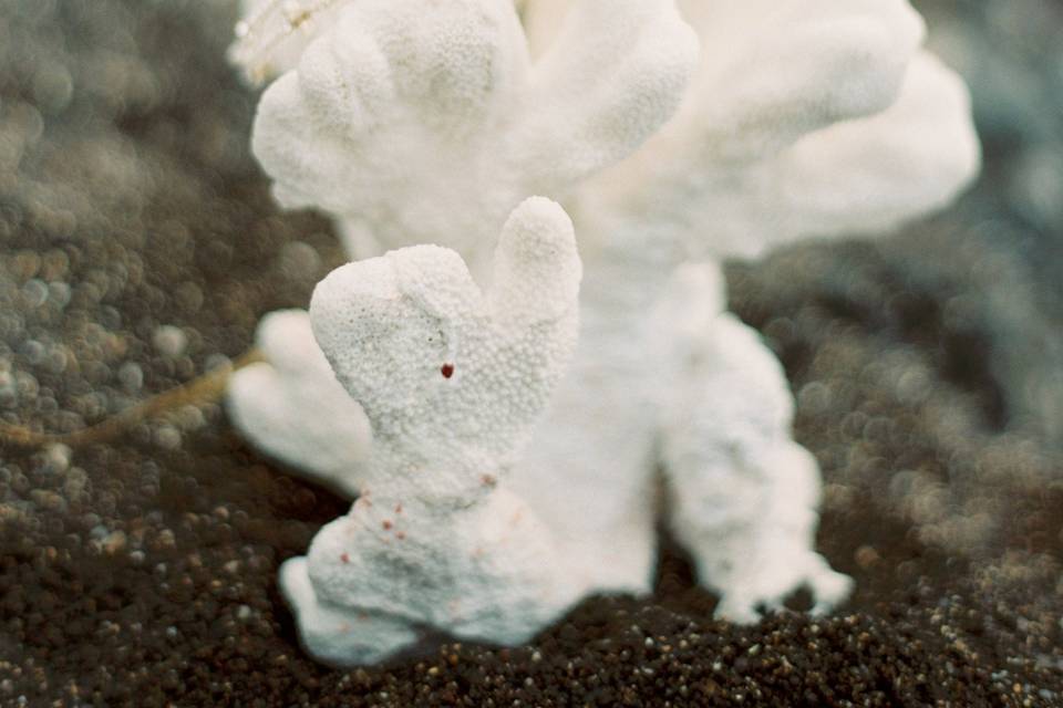 Kelsea Holder Photography