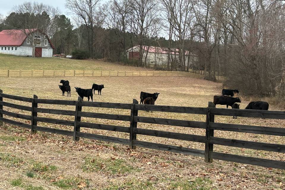 Black angus cattle nearby