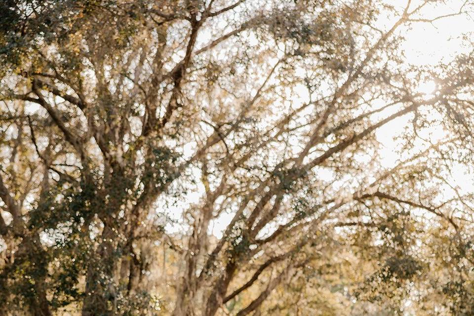 The Barn at Hidden Oaks Elope