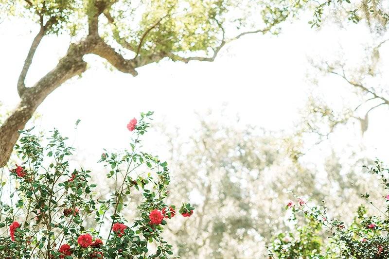 Bok Tower Gardens Wedding