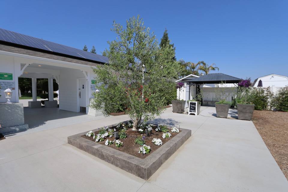 Front entrance with olive tree