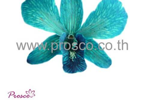 Blue Preserved Orchids
All Preserved Orchids are from fresh cut flowers natural. They look alive, pliable, stunning and have long storage life.