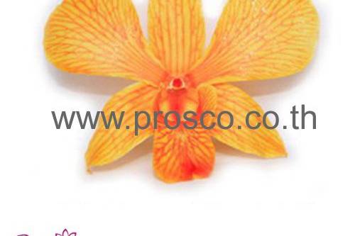 Butterscotch Preserved Orchids
All Preserved Orchids are from fresh cut flowers natural. They look alive, pliable, stunning and have long storage life.