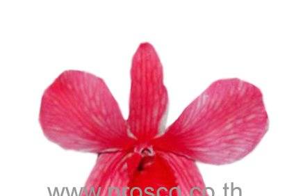 Red Preserved Orchids.
All Preserved Orchids are from fresh cut flowers natural. They look alive, pliable, stunning and have long storage life.