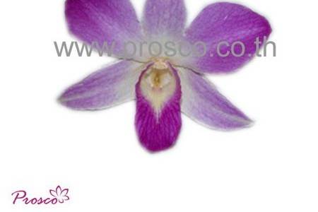 Sonia Preserved Orchids.
All Preserved Orchids are from fresh cut flowers natural. They look alive, pliable, stunning and have long storage life.