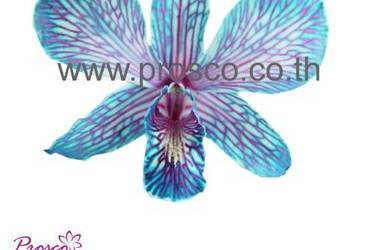 Blue Butterfly Preserved Orchids.
All Preserved Orchids are from fresh cut flowers natural. They look alive, pliable, stunning and have long storage life.