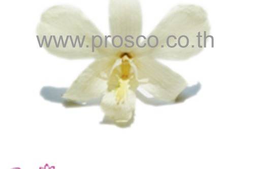 Creamy White Preserved Orchids.
All Preserved Orchids are from fresh cut flowers natural. They look alive, pliable, stunning and have long storage life.
