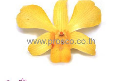 Yellow Preserved Orchids.
All Preserved Orchids are from fresh cut flowers natural. They look alive, pliable, stunning and have long storage life.