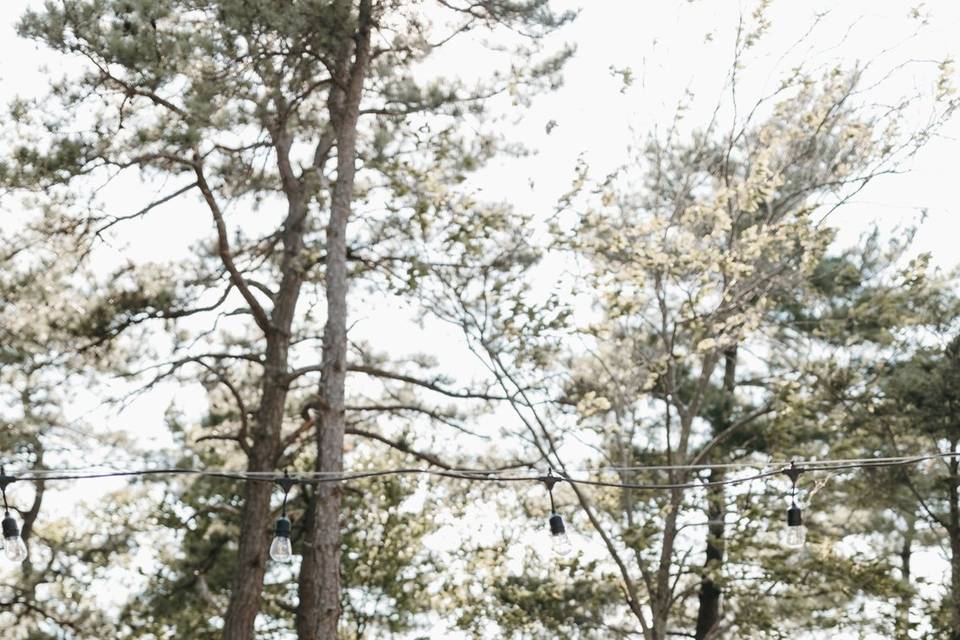 Tree Top Deck