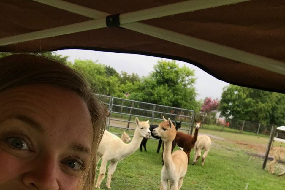 A Llama wedding!