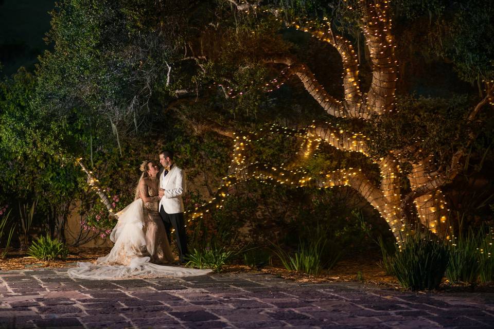 Fairy lights in tree oak